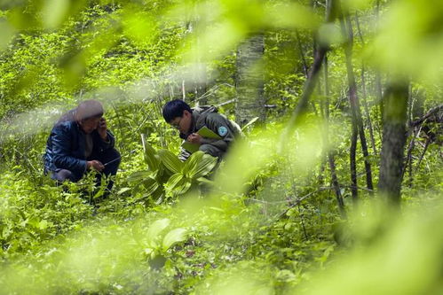长白山最新消息今天：研究发现山顶植物适应力逐渐增强，生态环境持续改善。
