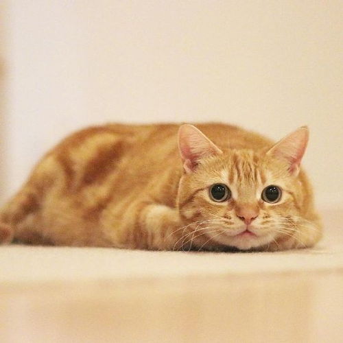 猫和西瓜版2024下载-猫和西瓜下载手机版v.1.48